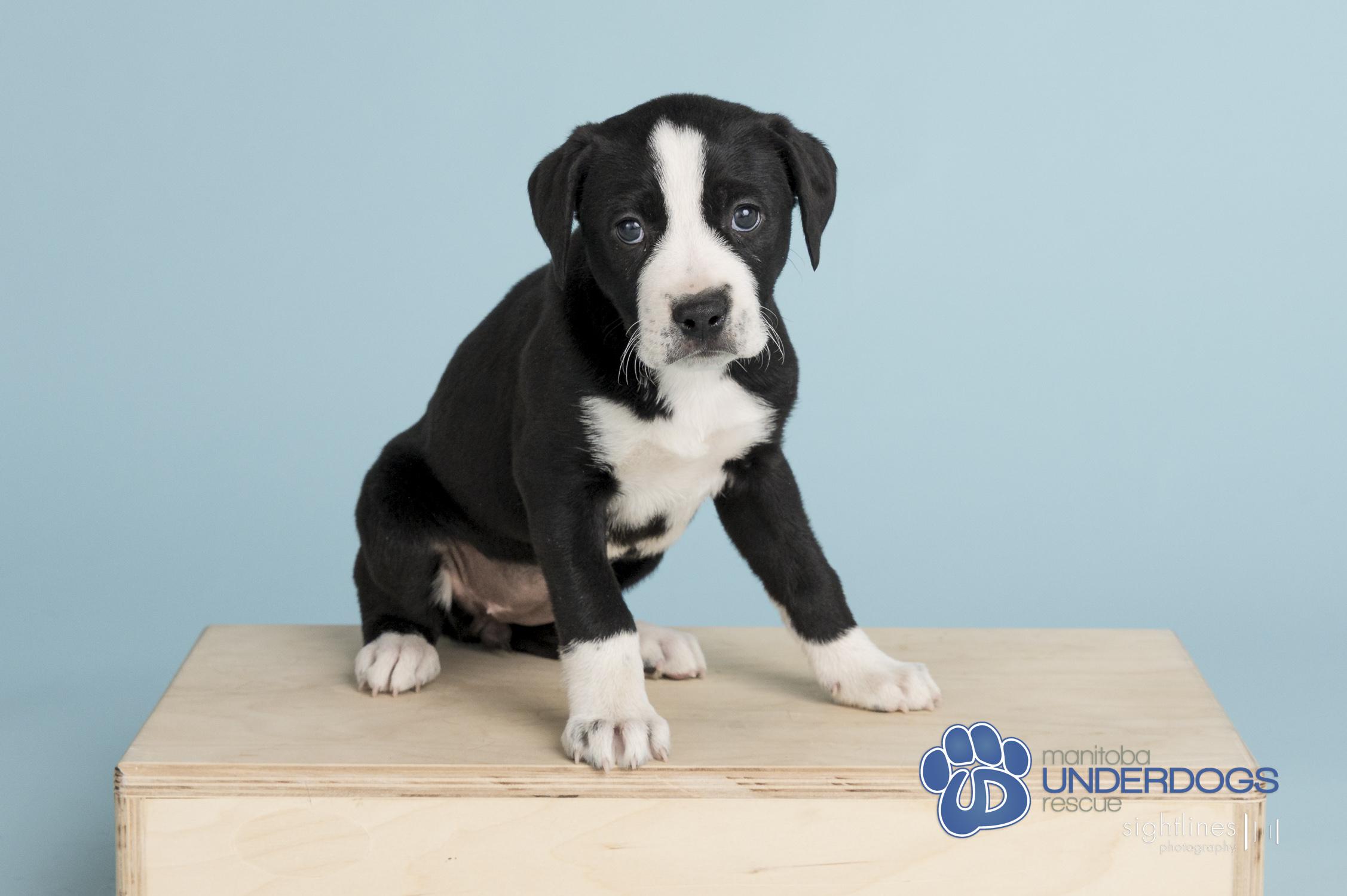 Enlarge Base, a Adoptable mixed breed in Winnipeg, MB image 3/4