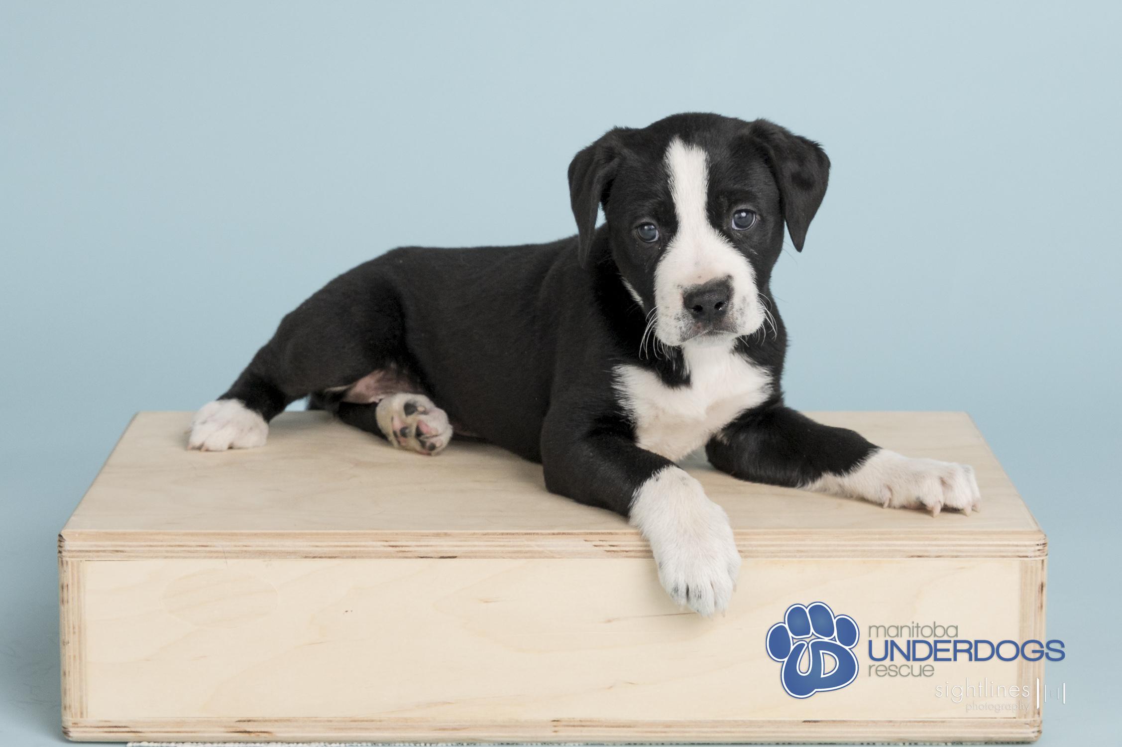 Enlarge Base, a Adoptable mixed breed in Winnipeg, MB image 4/4