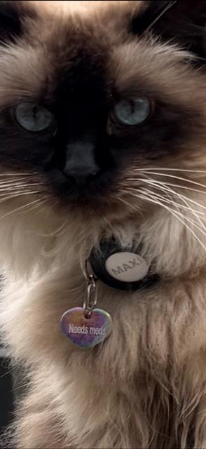 Enlarge Maxi, an adopted Ragdoll in Oceanside, CA image 3/4