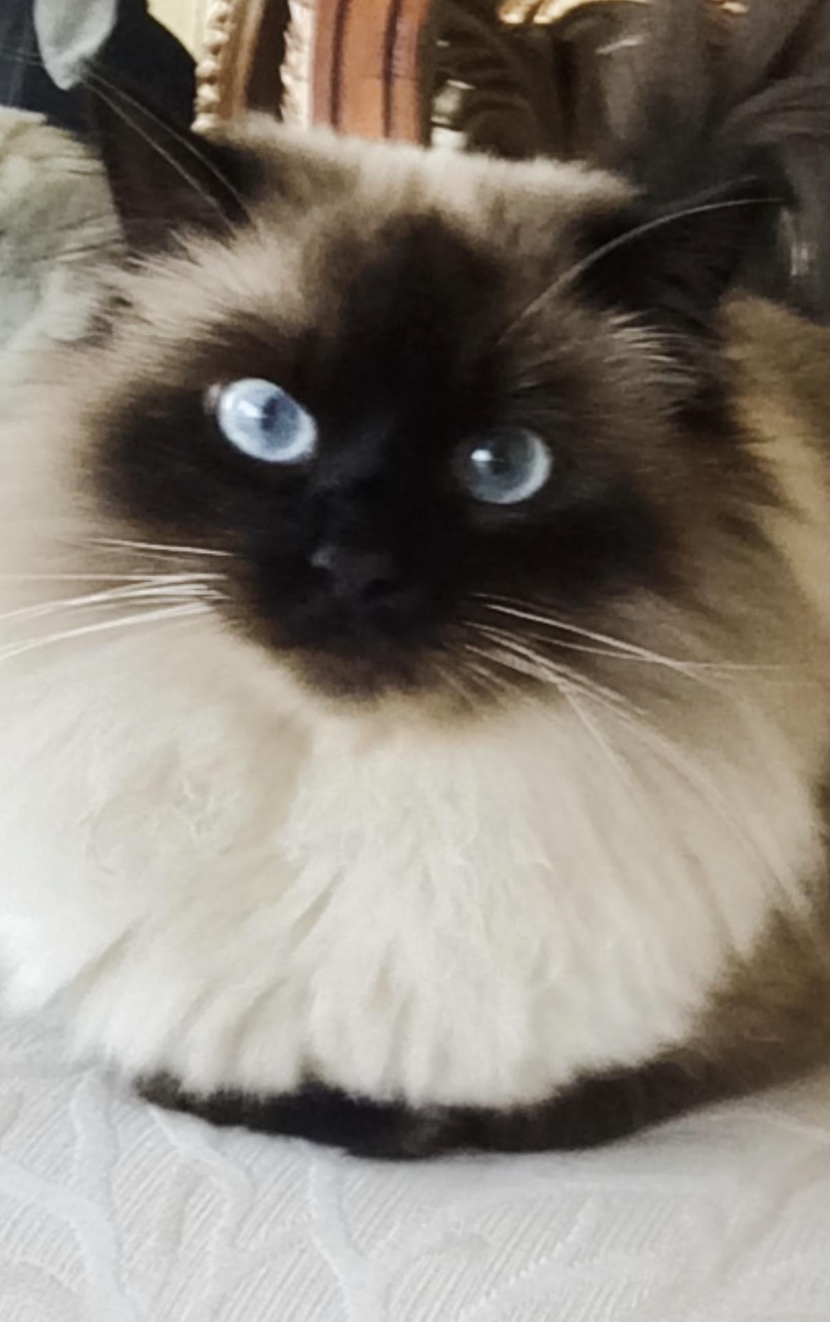 Enlarge Maxi, an adopted Ragdoll in Oceanside, CA image 1/4