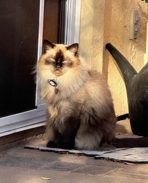 Enlarge Maxi, an adopted Ragdoll in Oceanside, CA image 2/4