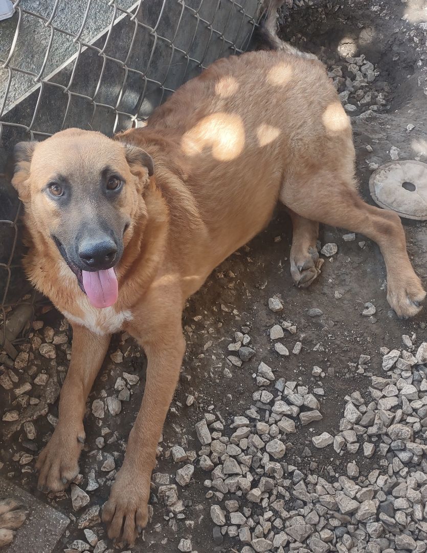 Enlarge Max (NJ), an adoptable mixed breed in Morristown, NJ image 2/3