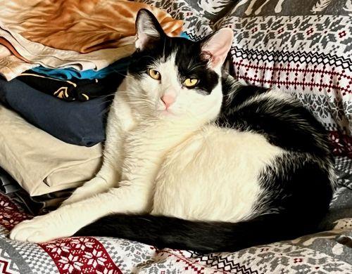 Enlarge Mr Moo, a Adoptable Domestic Short Hair in Bethlehem, PA image 1/6