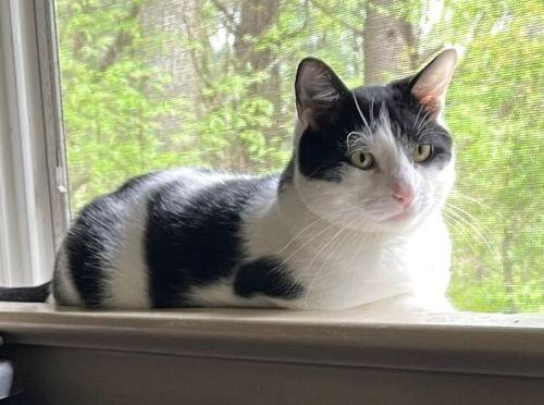 Enlarge Mr Moo, a Adoptable Domestic Short Hair in Bethlehem, PA image 2/6