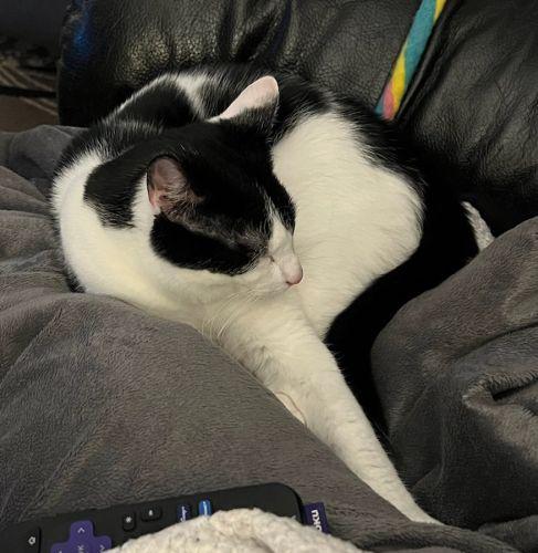 Enlarge Mr Moo, a Adoptable Domestic Short Hair in Bethlehem, PA image 3/6