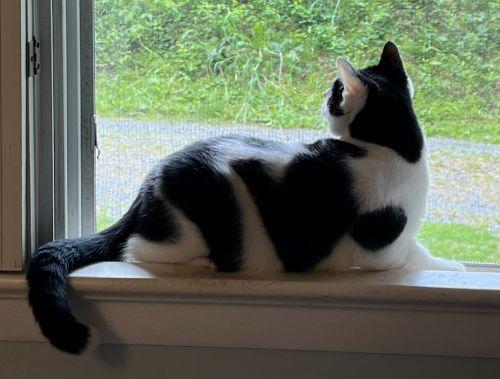 Enlarge Mr Moo, a Adoptable Domestic Short Hair in Bethlehem, PA image 4/6