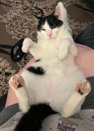 Enlarge Mr Moo, a Adoptable Domestic Short Hair in Bethlehem, PA image 5/6