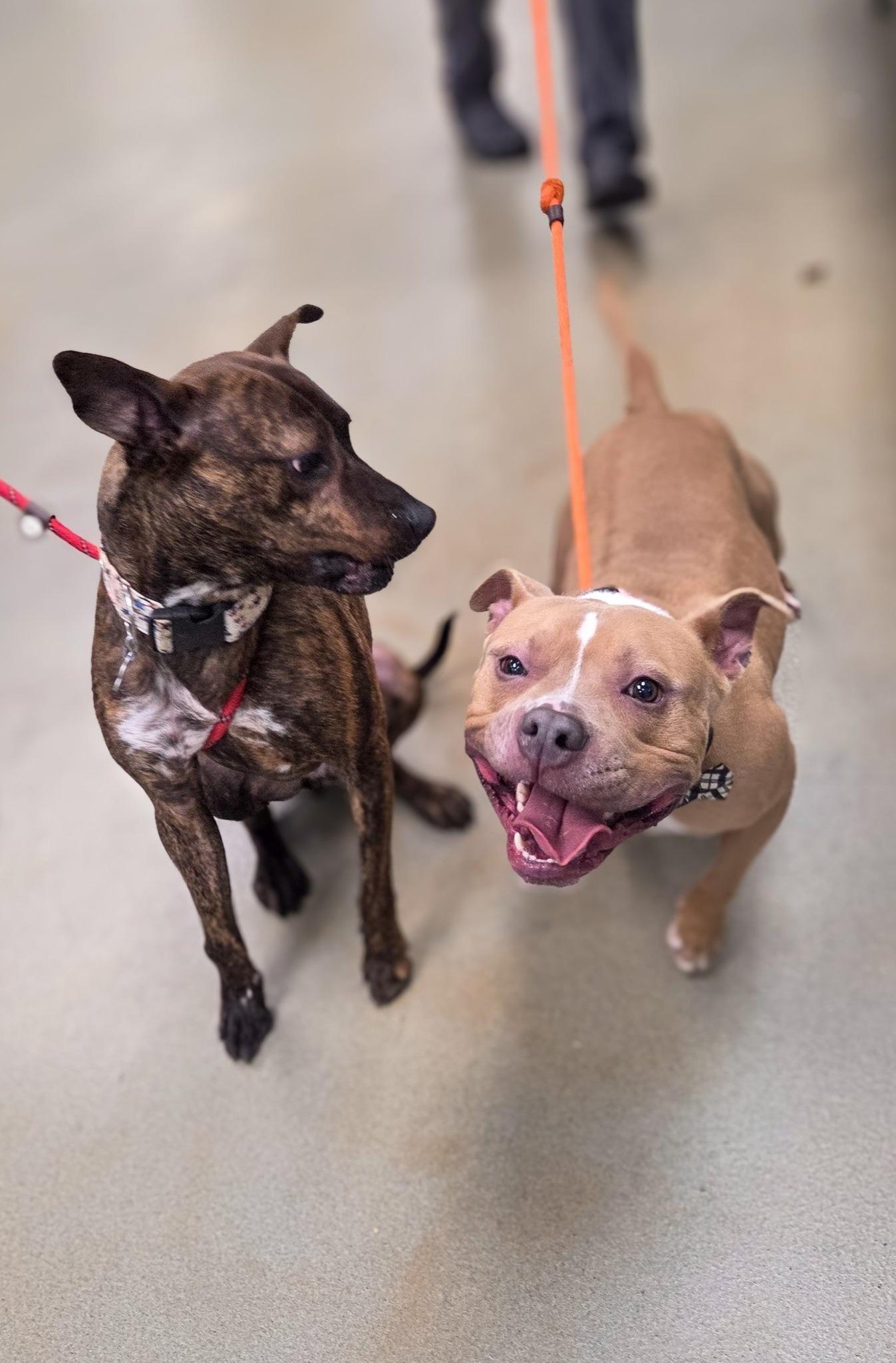 Geddy Lee, a Adoptable mixed breed in Phoenix, MD image 4/4