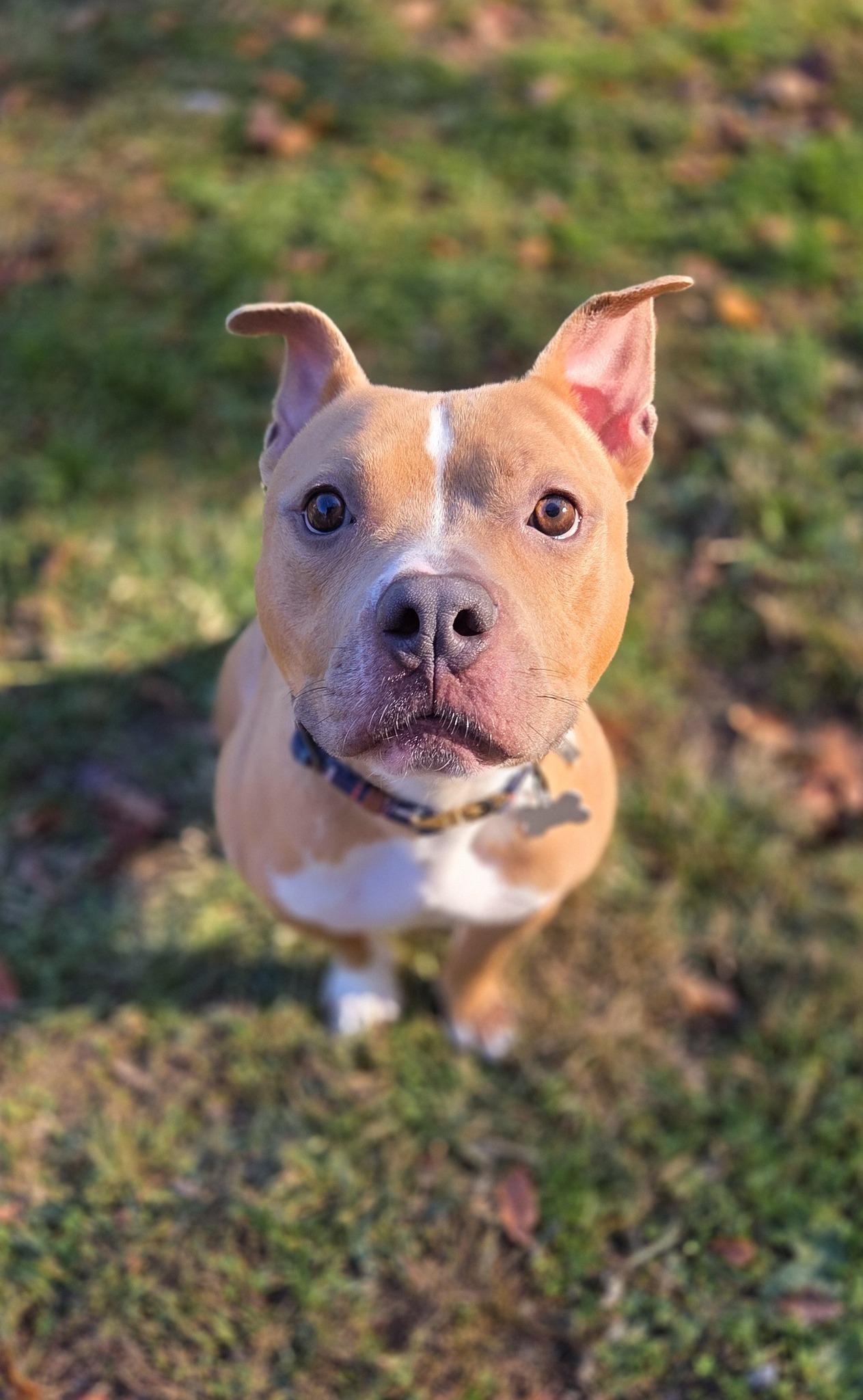Geddy Lee, a Adoptable mixed breed in Phoenix, MD image 2/4