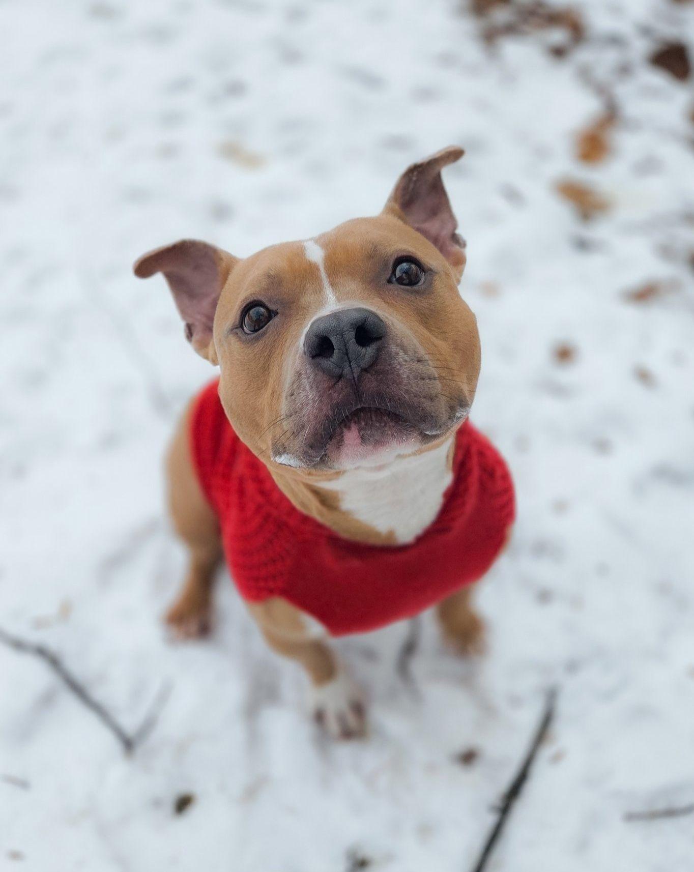 Geddy Lee, Adoptable, Adult Male American Staffordshire Terrier.