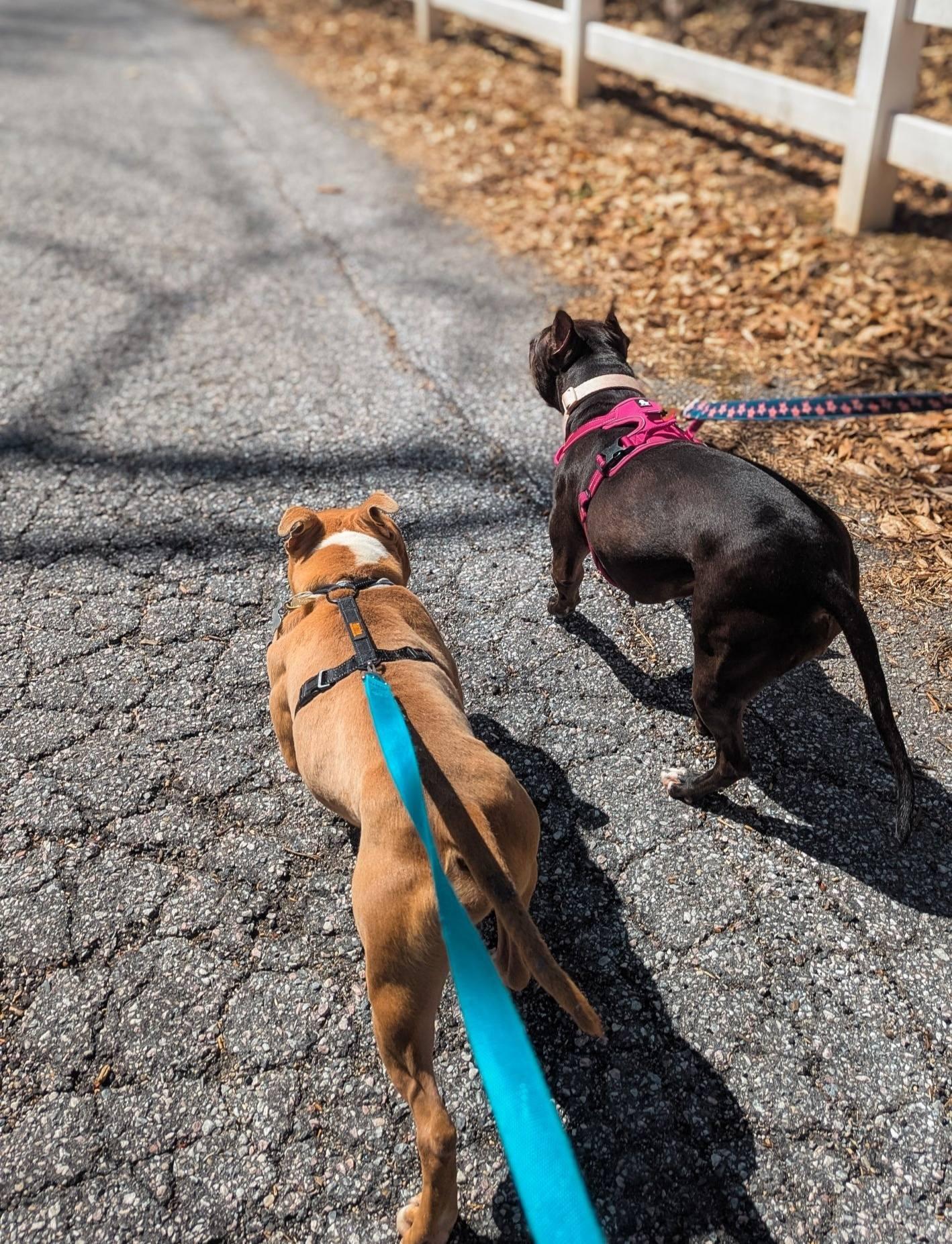 Geddy Lee, a Adoptable mixed breed in Phoenix, MD image 3/4