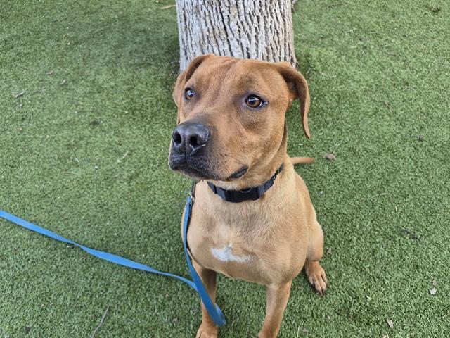 HANNIBAL, Adoptable, Young Male Labrador Retriever & Mixed Breed.