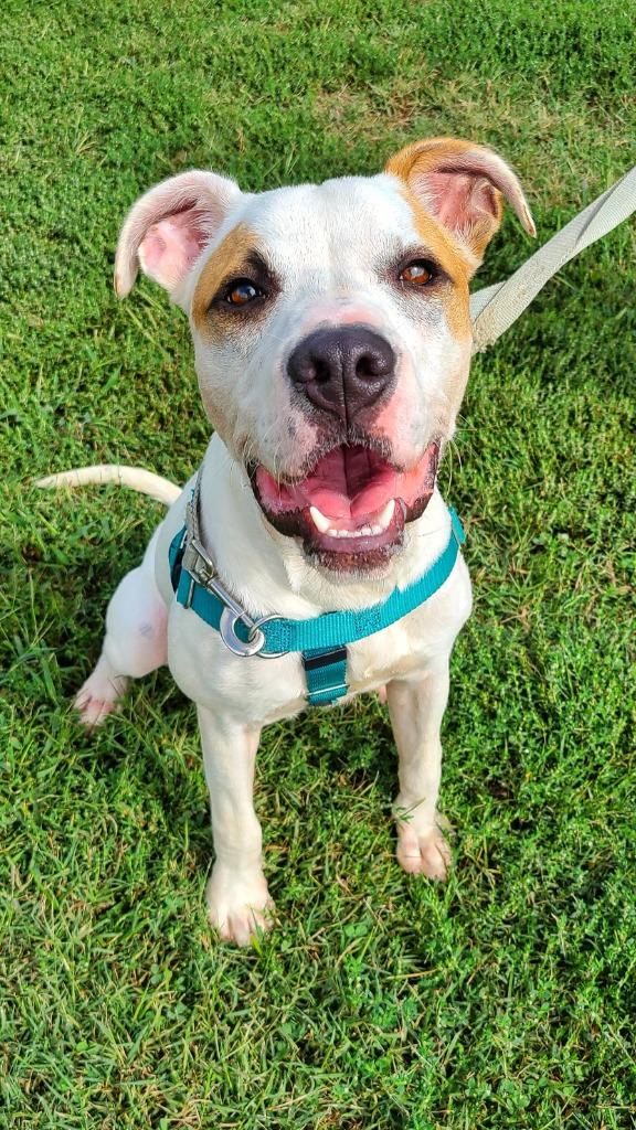 Gander, a Adoptable mixed breed in Fort Mill, SC image 1/6