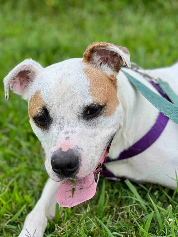 Gander, a Adoptable mixed breed in Fort Mill, SC image 2/6