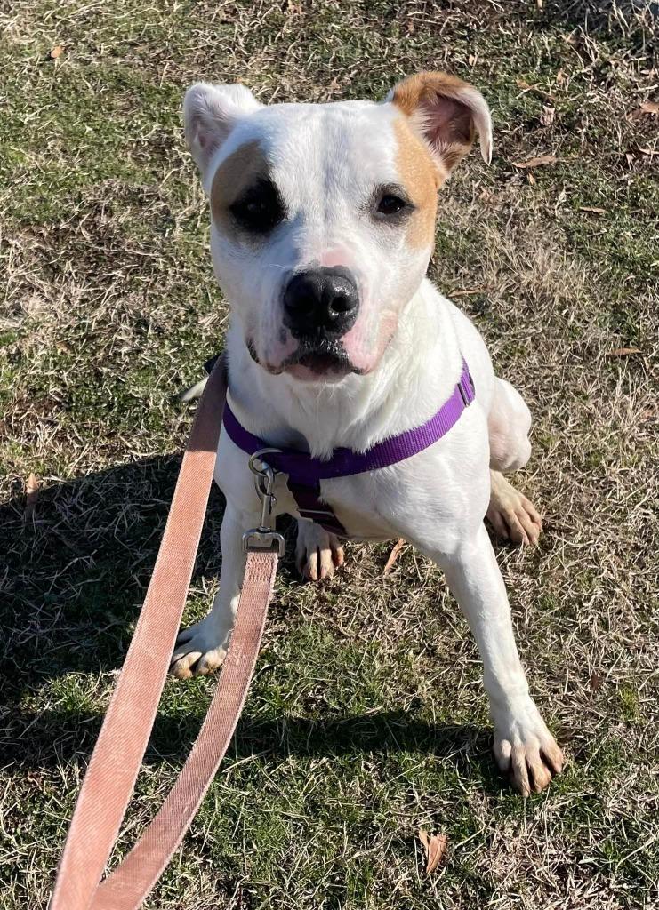 Gander, a Adoptable mixed breed in Fort Mill, SC image 3/6