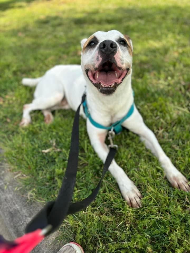 Gander, a Adoptable mixed breed in Fort Mill, SC image 5/6