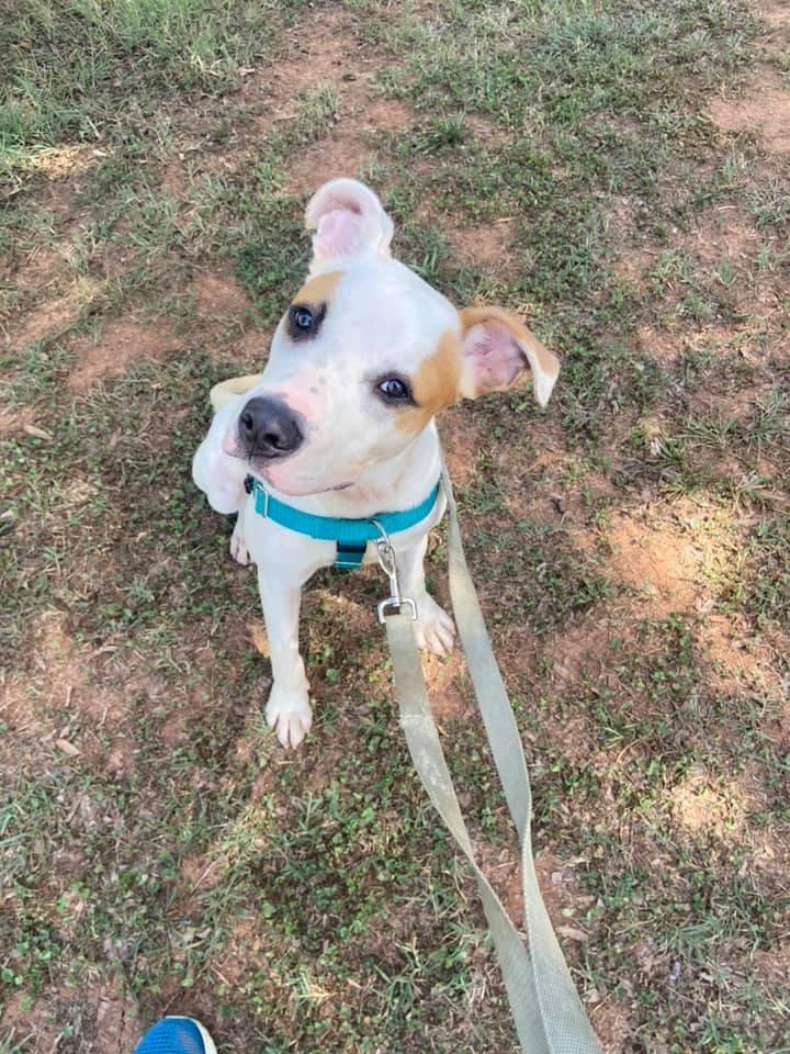 Gander, a Adoptable mixed breed in Fort Mill, SC image 6/6