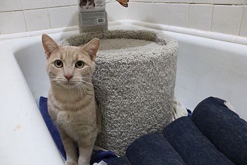 Enlarge Ray Ray Bonded with Buster, a Adoptable Domestic Short Hair in Macedonia, OH image 1/3