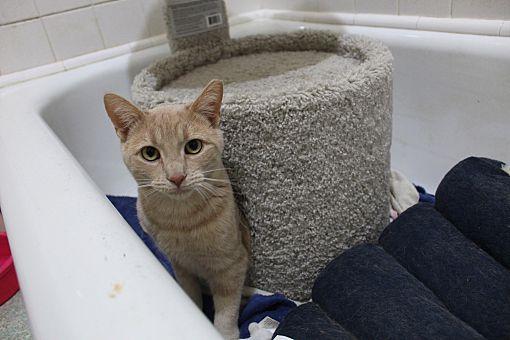 Enlarge Ray Ray Bonded with Buster, a Adoptable Domestic Short Hair in Macedonia, OH image 2/3