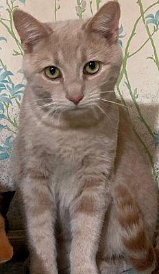 Enlarge Ray Ray Bonded with Buster, a Adoptable Domestic Short Hair in Macedonia, OH image 3/3