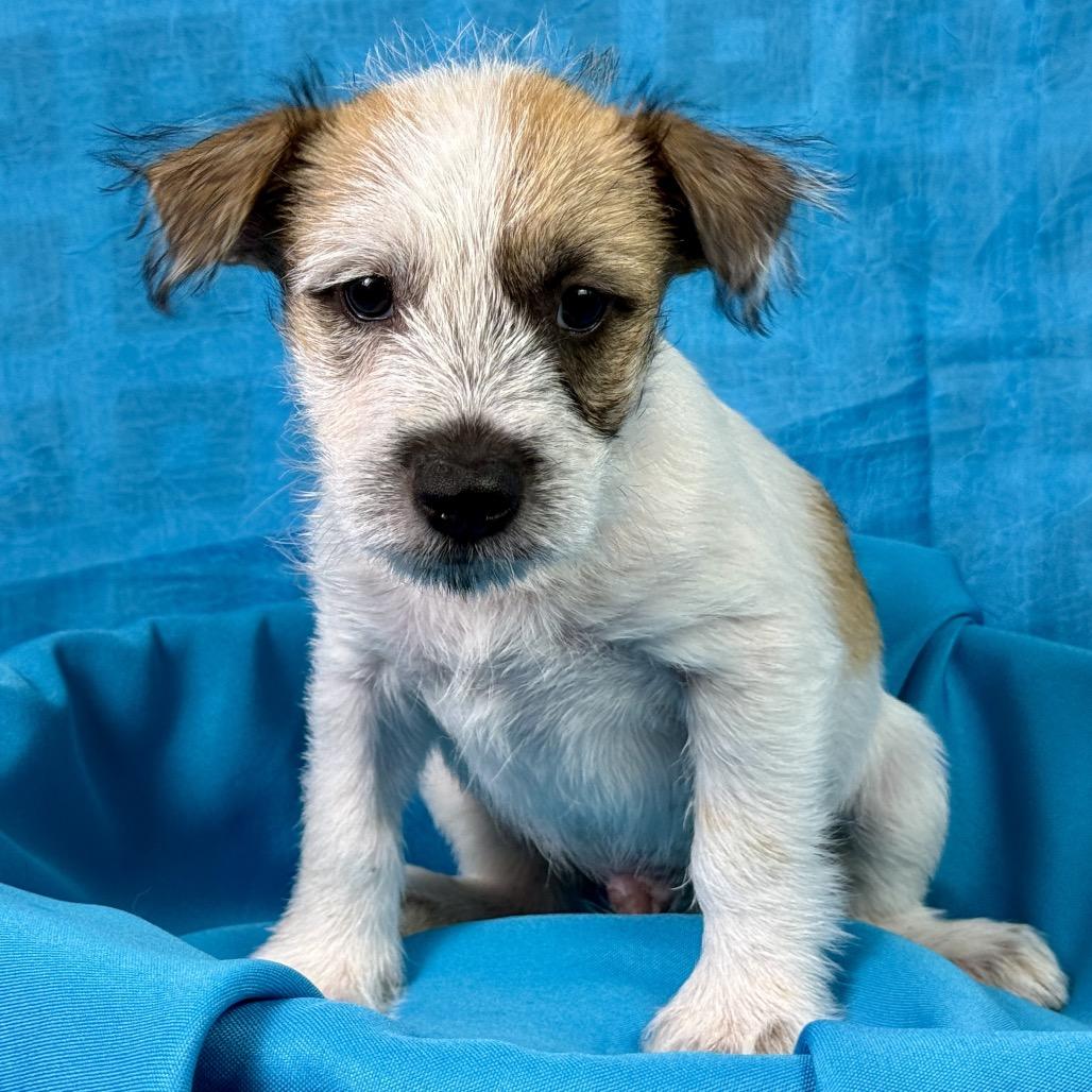 Enlarge Aladdin - my mom is 19 lbs and I look like her, a Adopted mixed breed in Geneva, IL image 3/5