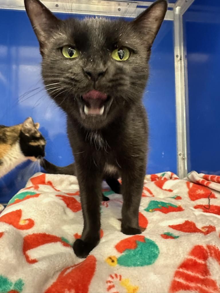 Jet Blue (ID 49430/4078), ADOPTABLE, Adult Female Domestic Short Hair.