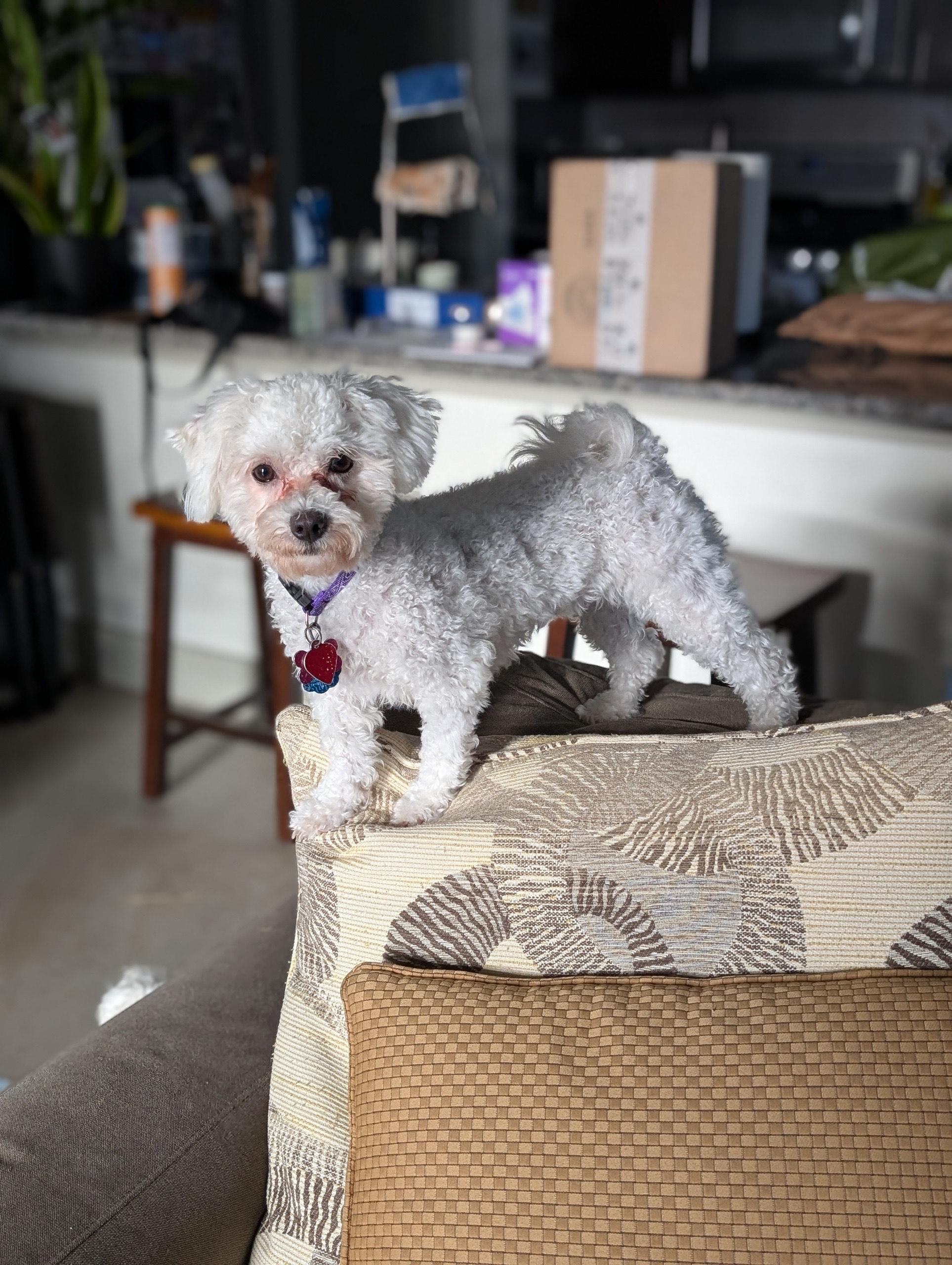 Molly, an adopted Maltipoo in Austin, TX image 1/5
