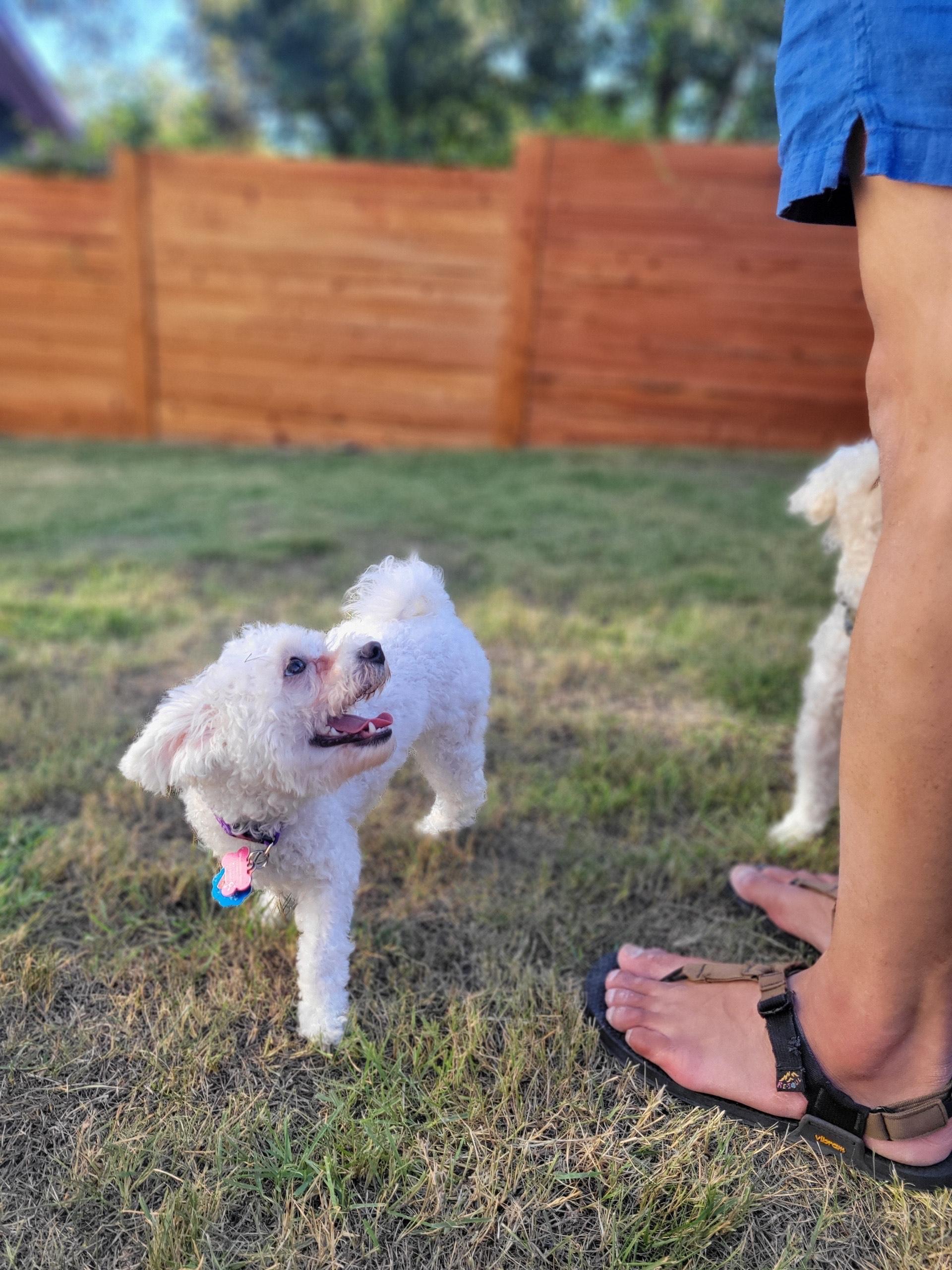 Molly, an adopted Maltipoo in Austin, TX image 4/5