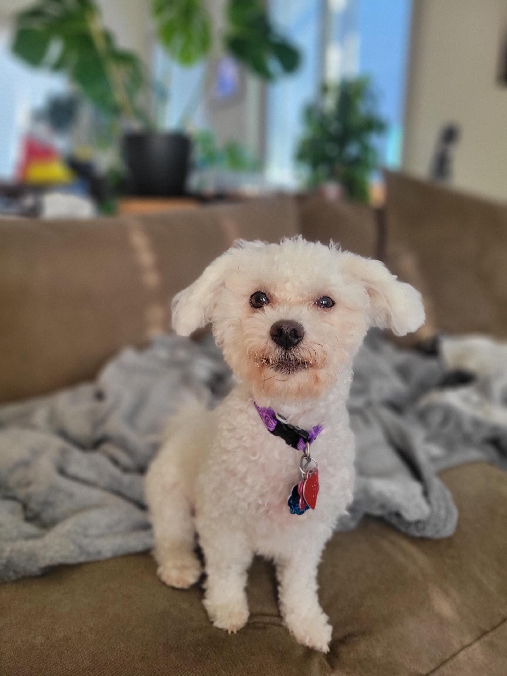 Molly, an adopted Maltipoo in Austin, TX image 3/5