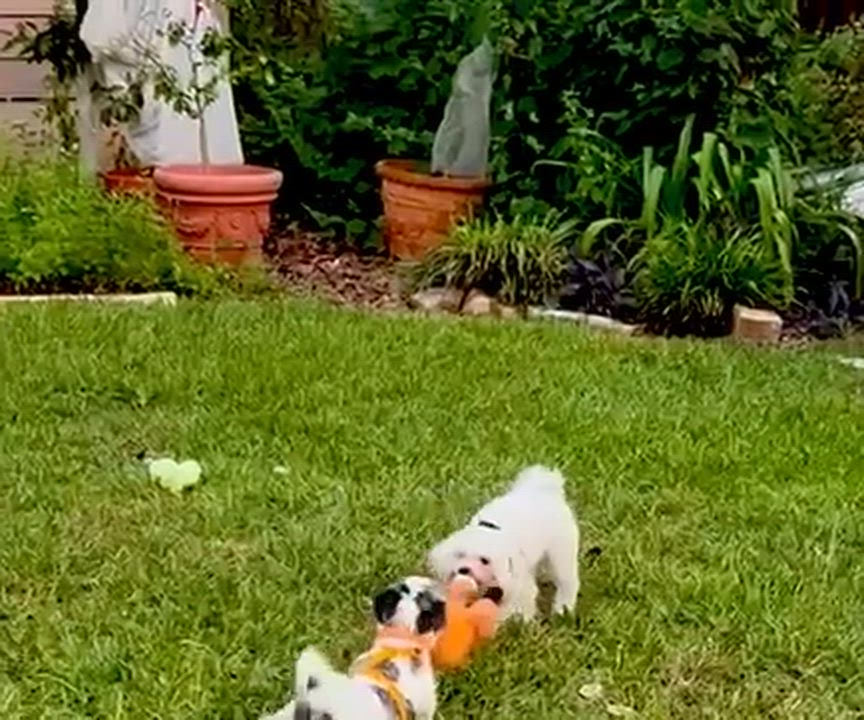 Enlarge Molly, an adopted Maltipoo in Austin, TX video 5/5