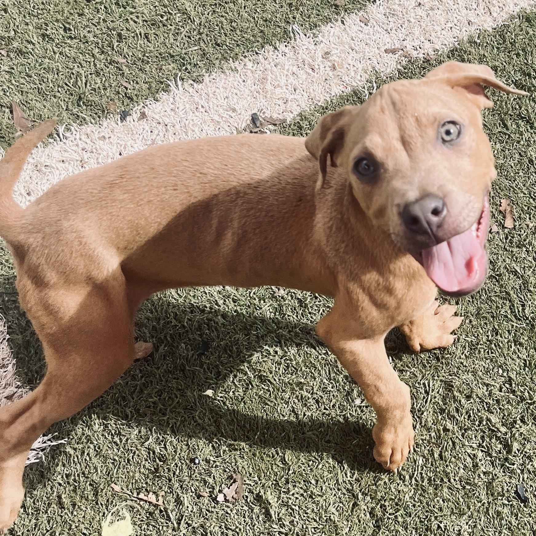 Tigger, Adopted, Puppy Male Terrier & Mixed Breed.