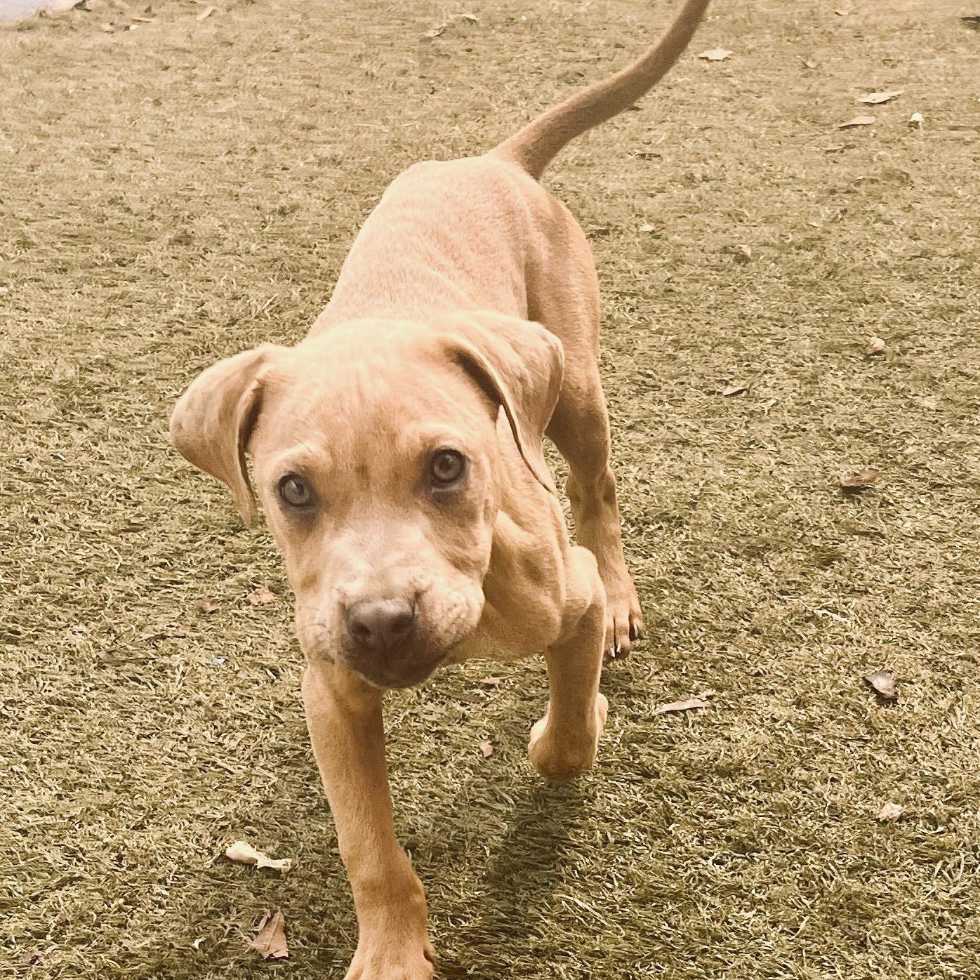 Enlarge Tigger, a Adopted mixed breed in Hamilton, GA image 2/4