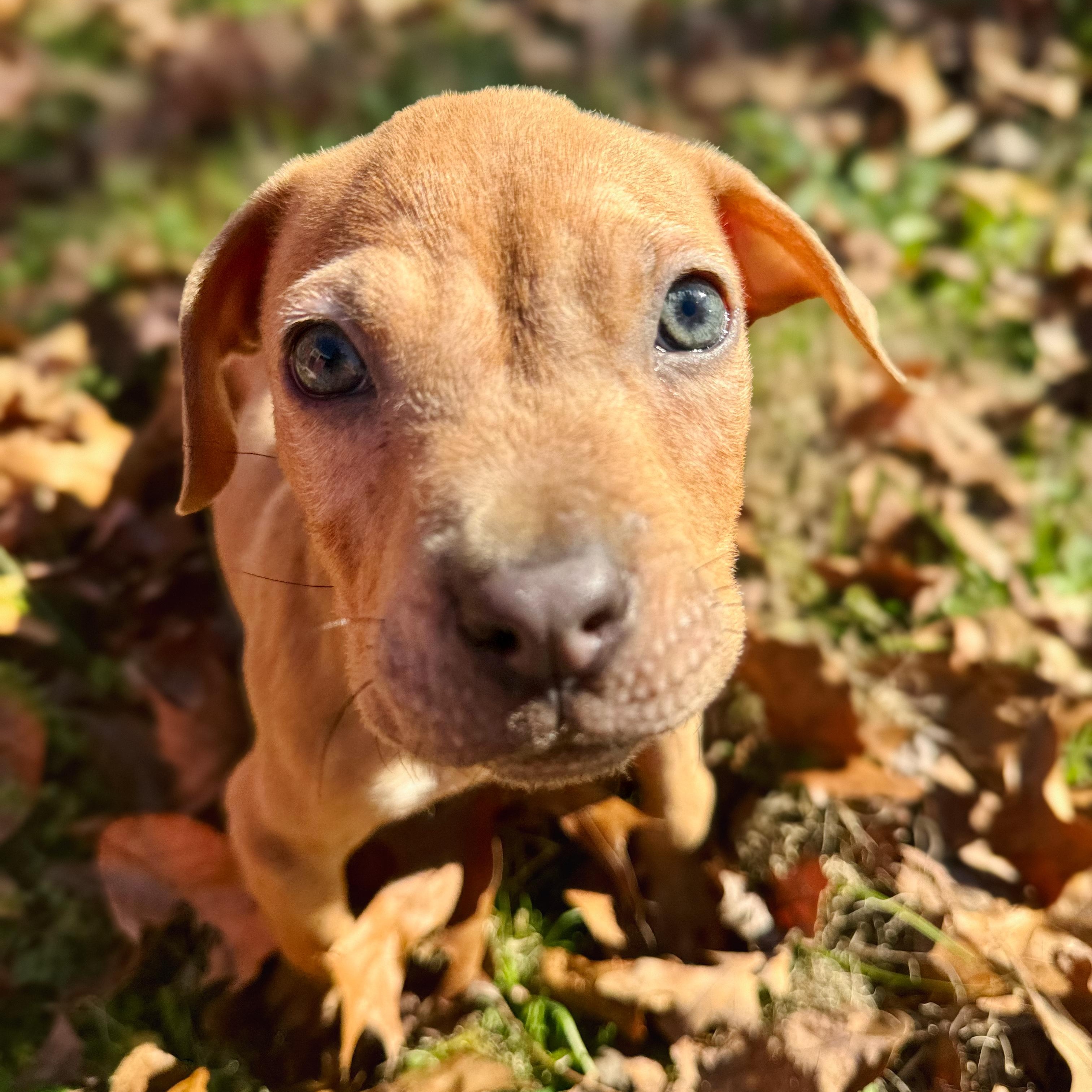 Tigger, Adopted, Puppy Male Terrier & Mixed Breed.