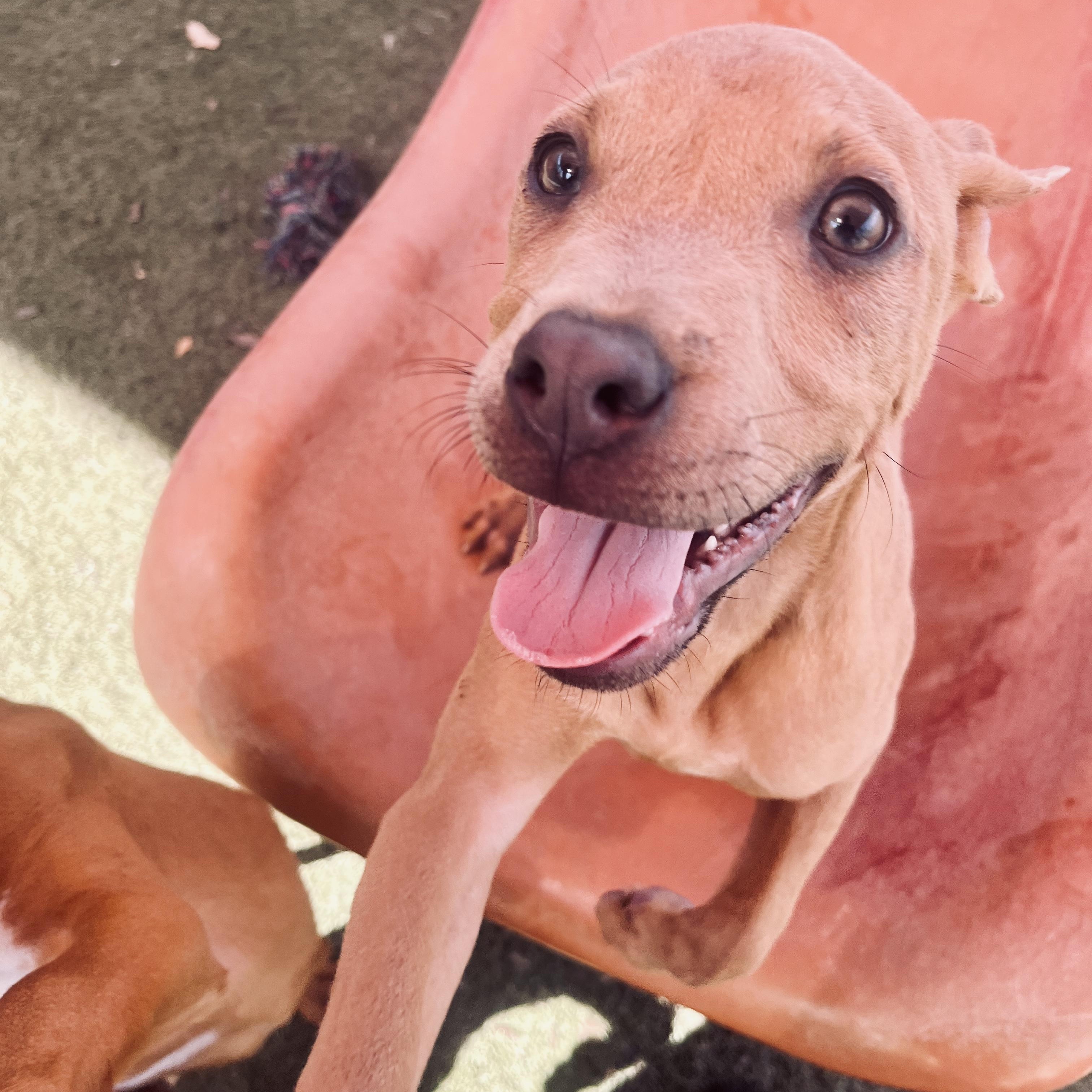 Enlarge Tigger, a Adopted mixed breed in Hamilton, GA image 3/4