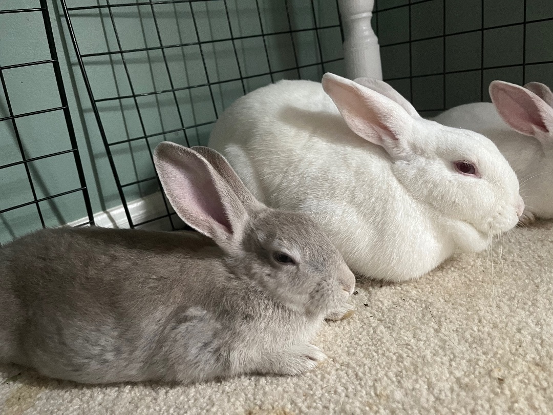 Applesauce, Adopted, Young Female Bunny Rabbit.