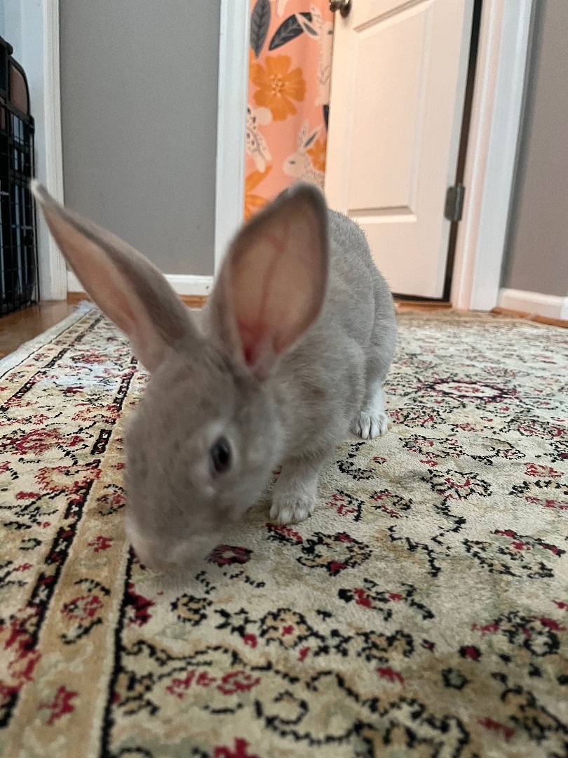 Enlarge Applesauce, a Adopted Bunny Rabbit in Midlothian, VA image 2/4