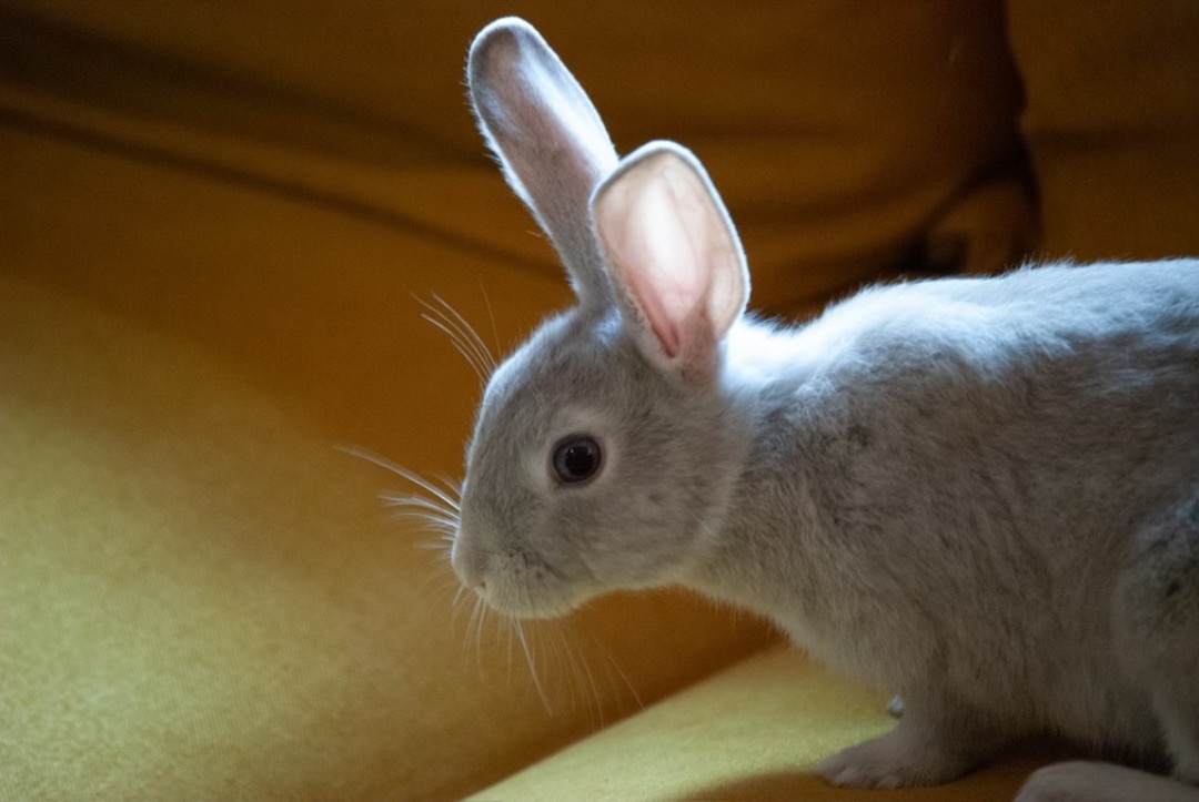 Enlarge Applesauce, a Adopted Bunny Rabbit in Midlothian, VA image 3/4