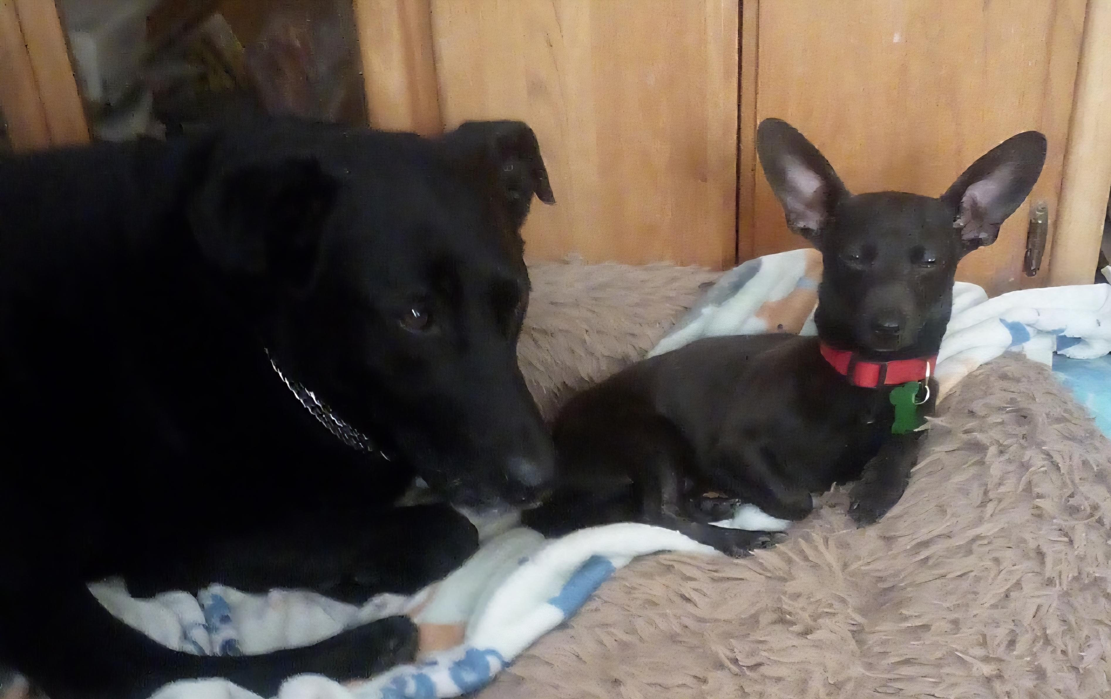 Bingo, a ADOPTABLE mixed breed in Yarnell, AZ image 3/3