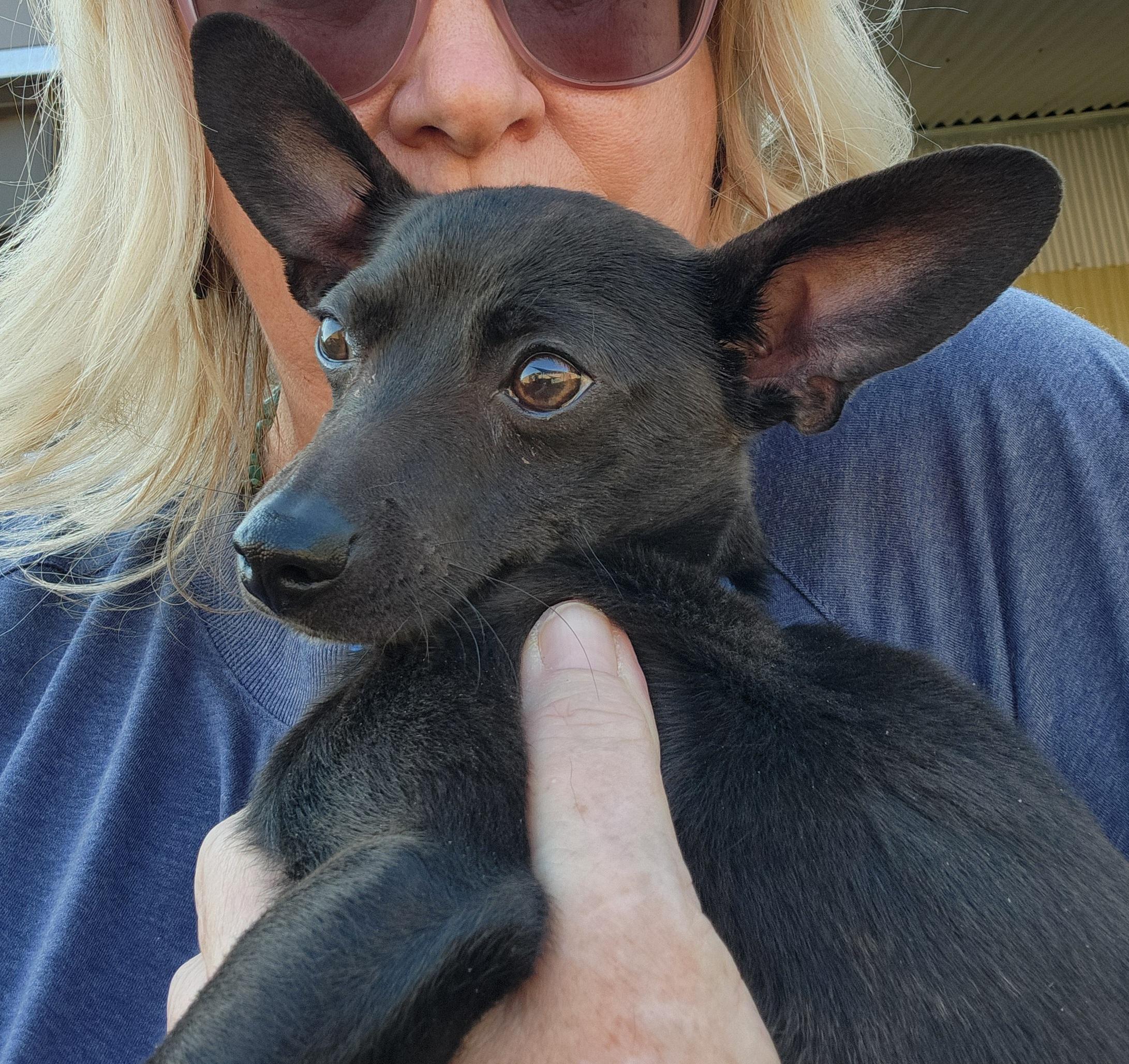 Bingo, a ADOPTABLE mixed breed in Yarnell, AZ image 2/3