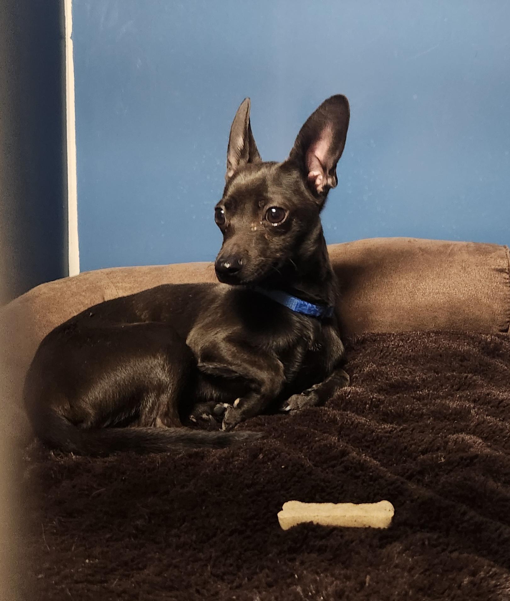 Bingo, ADOPTABLE, Young Male Chihuahua & Dachshund.