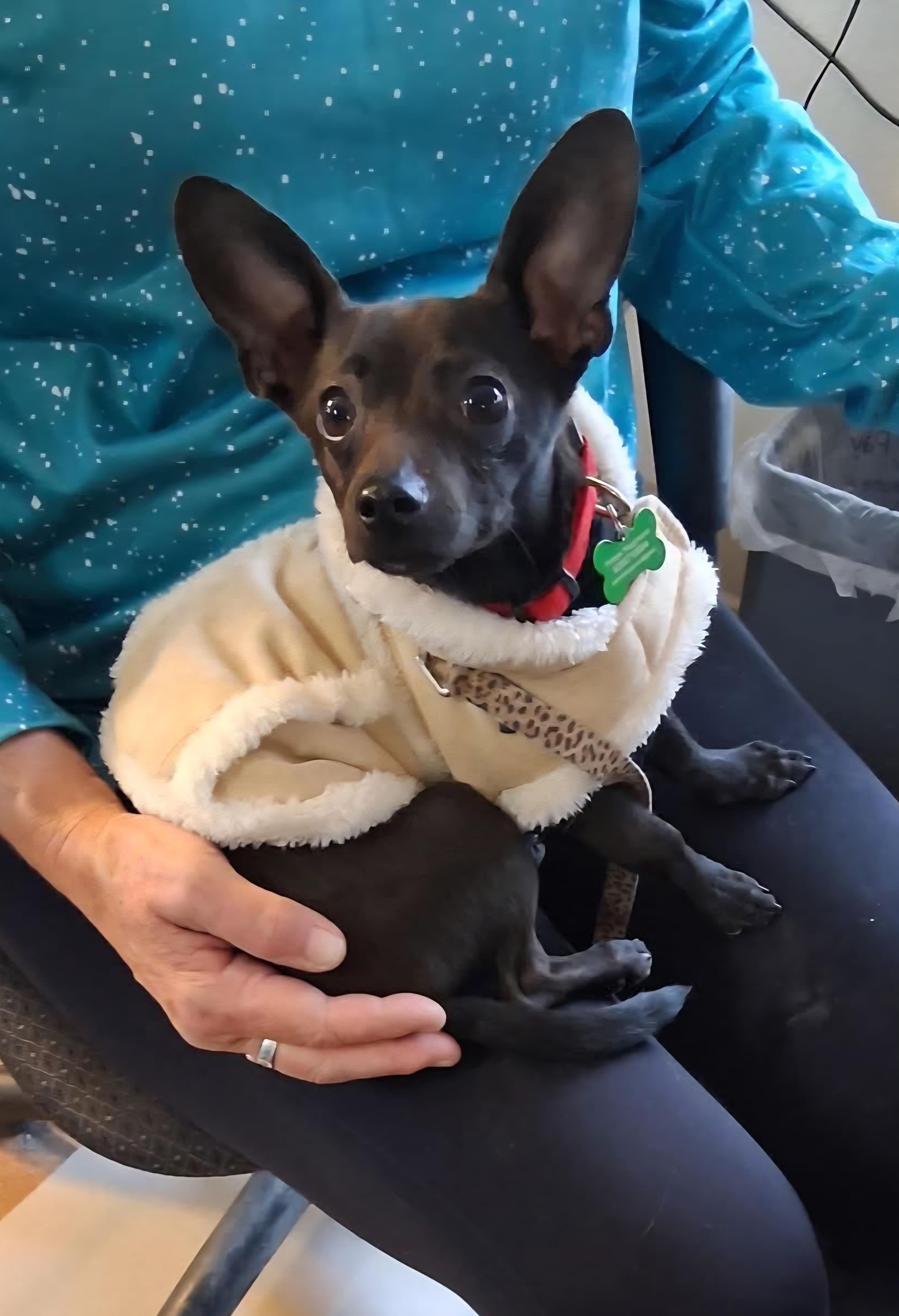 Enlarge Bingo, an adopted mixed breed in Yarnell, AZ image 2/4