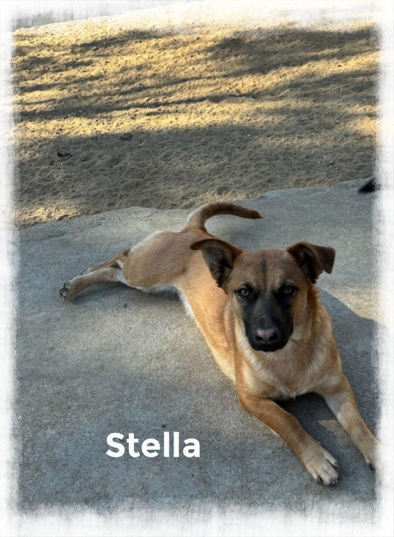 Enlarge Stella, a Adoptable Corgi in Mentone, CA image 1/1