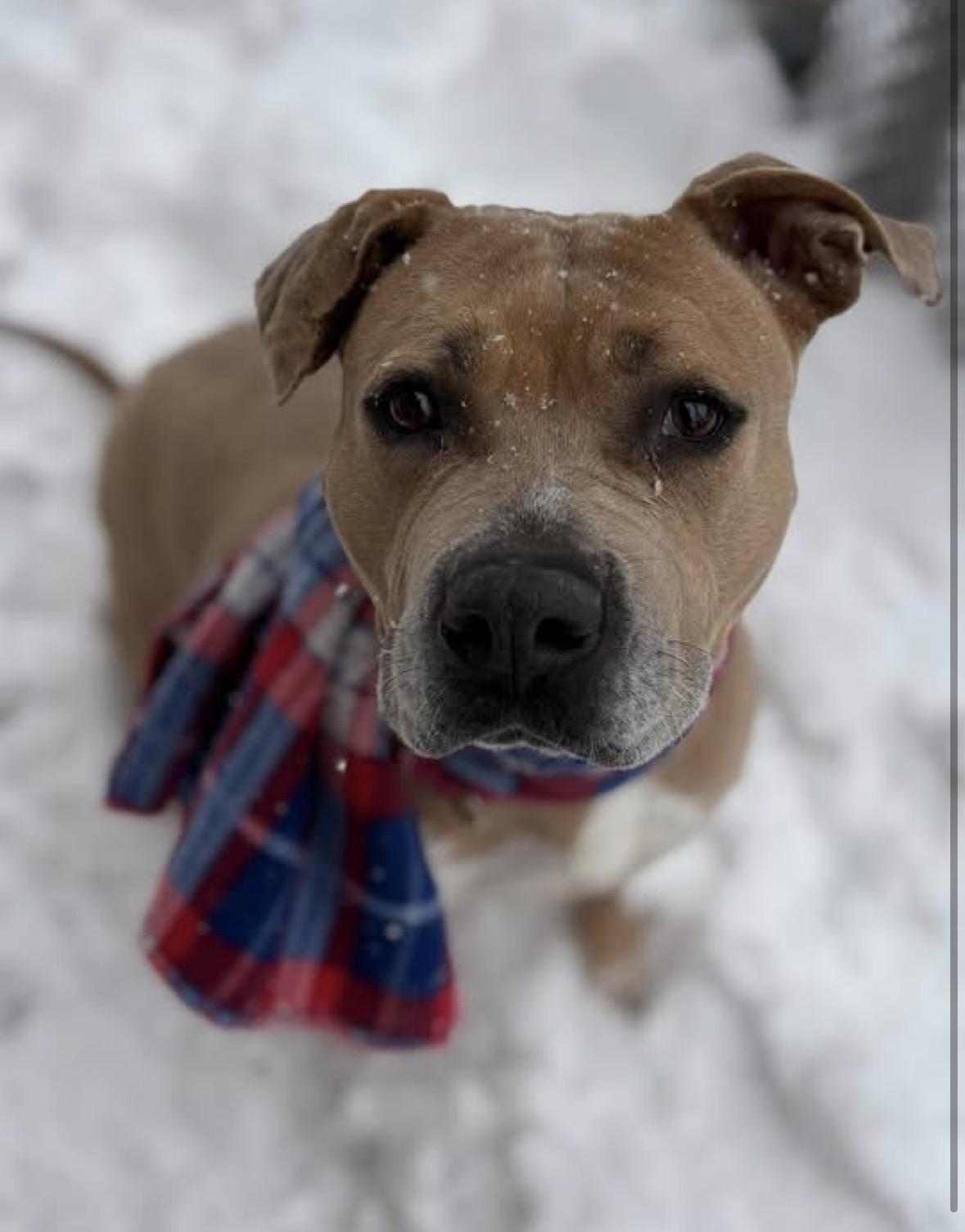Enlarge Wendy, a ADOPTABLE mixed breed in Youngstown, OH image 2/4