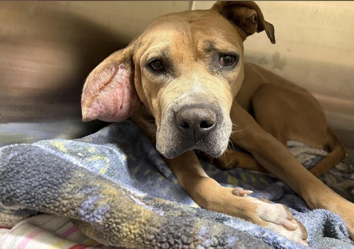 Enlarge Wendy, a ADOPTABLE mixed breed in Youngstown, OH image 4/4