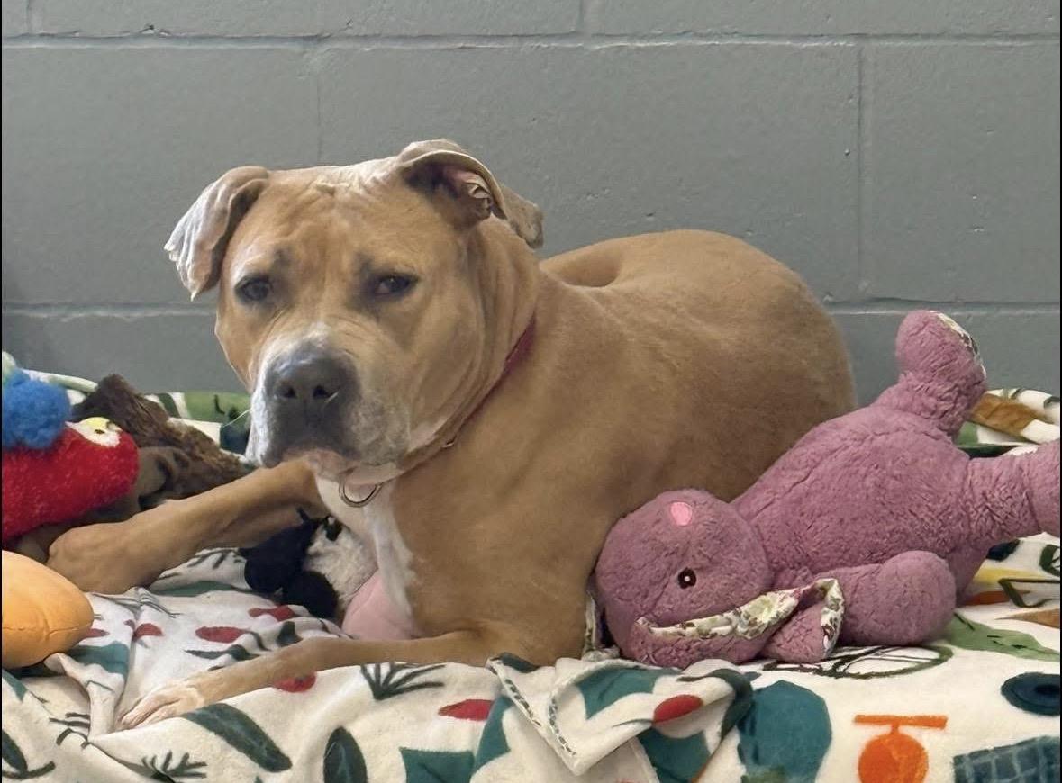 Enlarge Wendy, a ADOPTABLE mixed breed in Youngstown, OH image 3/4