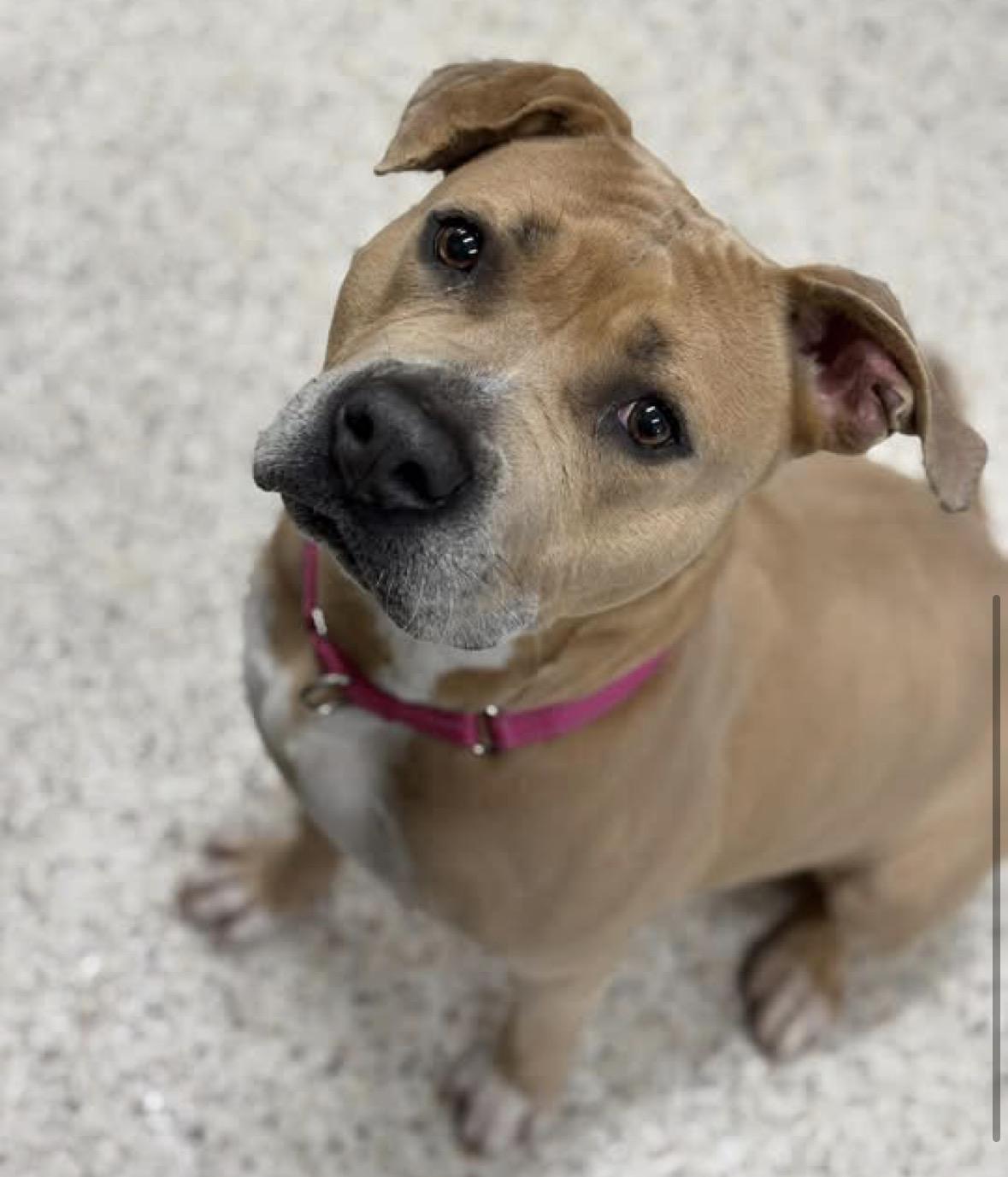 Enlarge Wendy, a ADOPTABLE mixed breed in Youngstown, OH image 1/4
