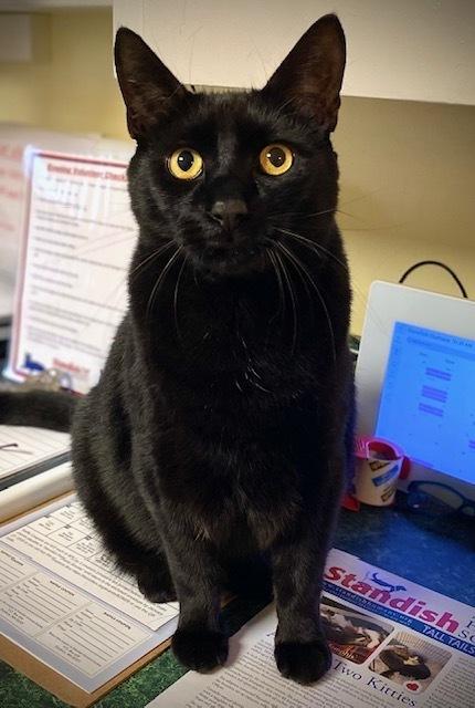 Enlarge Ford, a Adoptable mixed breed in Duxbury, MA image 1/4