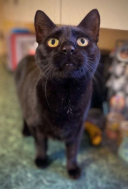 Enlarge Ford, a Adoptable mixed breed in Duxbury, MA image 2/4