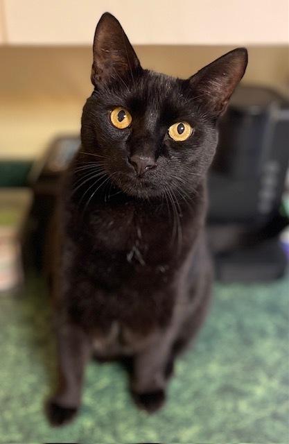 Enlarge Ford, a Adoptable mixed breed in Duxbury, MA image 3/4