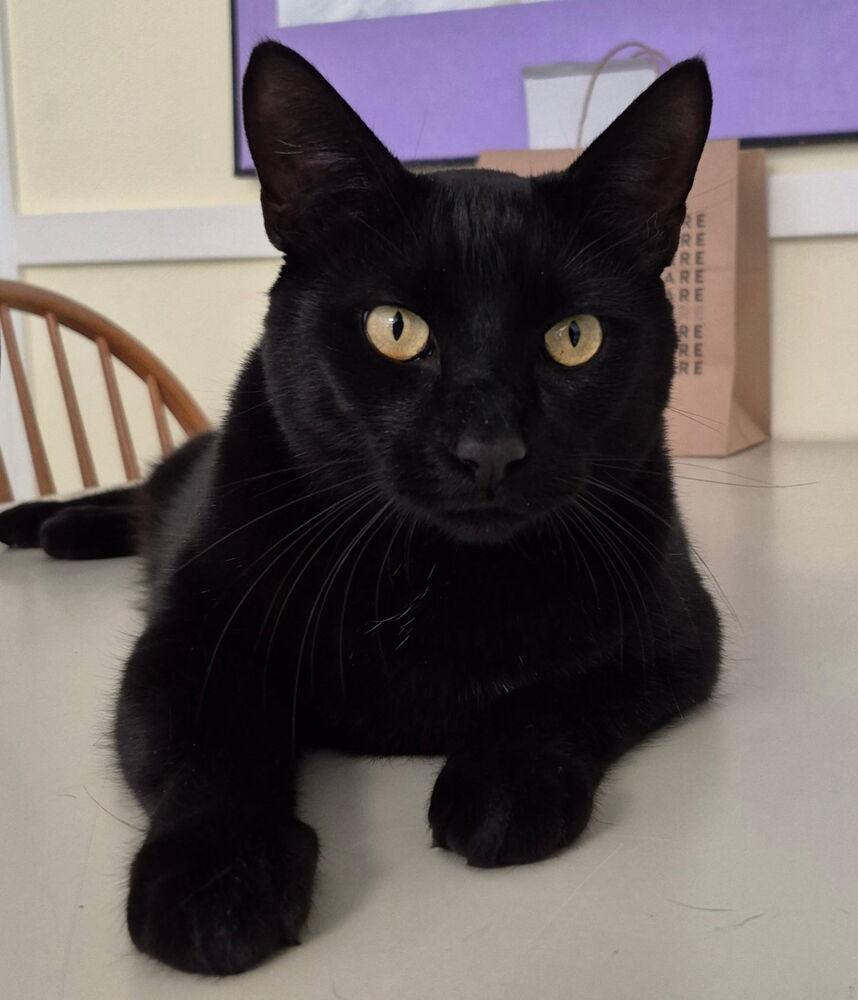 Enlarge Ford, a Adoptable mixed breed in Duxbury, MA image 4/4